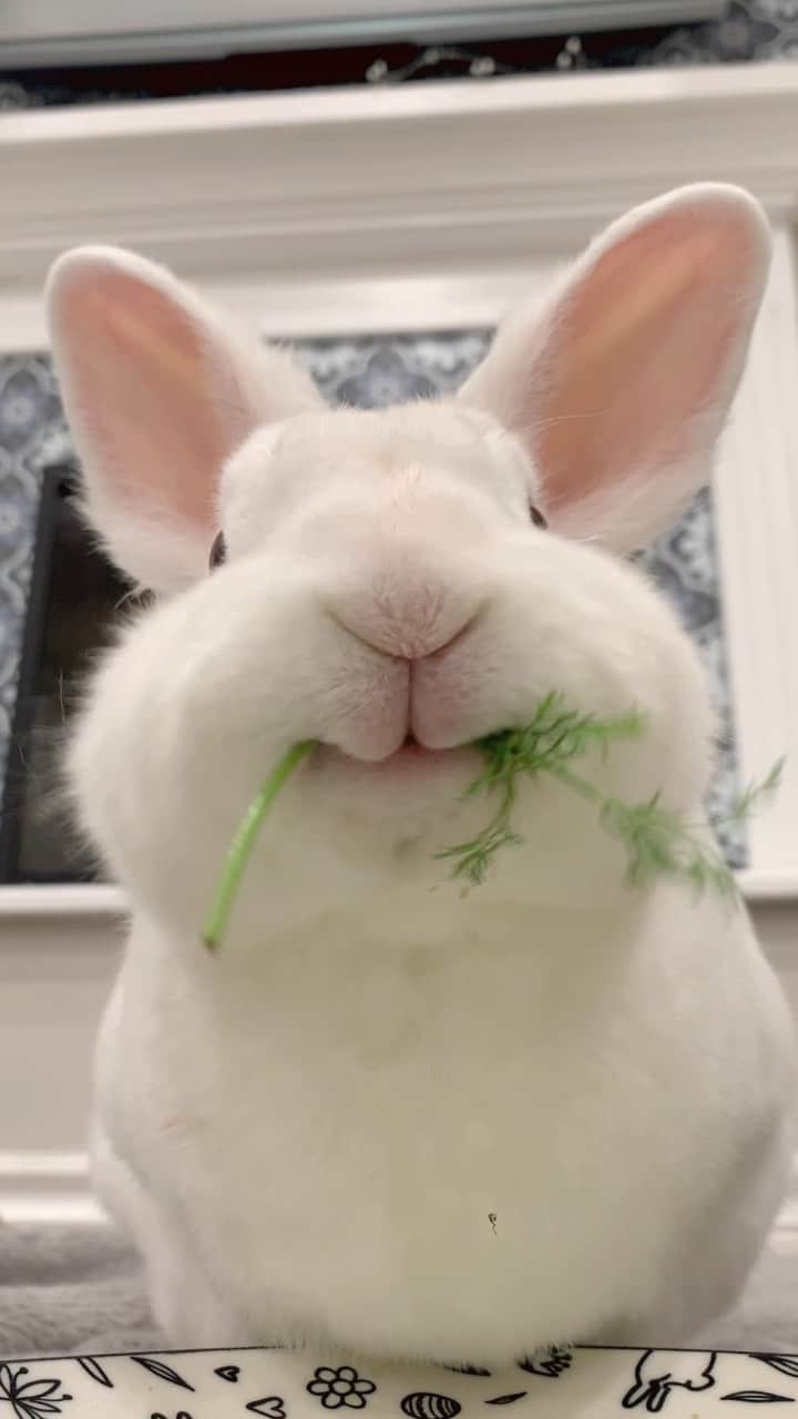 Instagramのインスタグラム：「On today’s #WeeklyFluff we are munching our way into the weekend with @belvbunny (Belvedere), a lionhead/Rex rescue rabbit who is enjoying a piece of dill — his favorite veggie, as you can tell from his smile. ⁣  ⁣ Video by @belvbunny」
