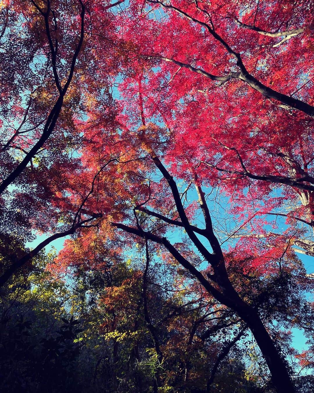 宮原巻由子さんのインスタグラム写真 - (宮原巻由子Instagram)「幸せな森🌳感謝🍁」12月9日 2時43分 - mayuko_miyahara