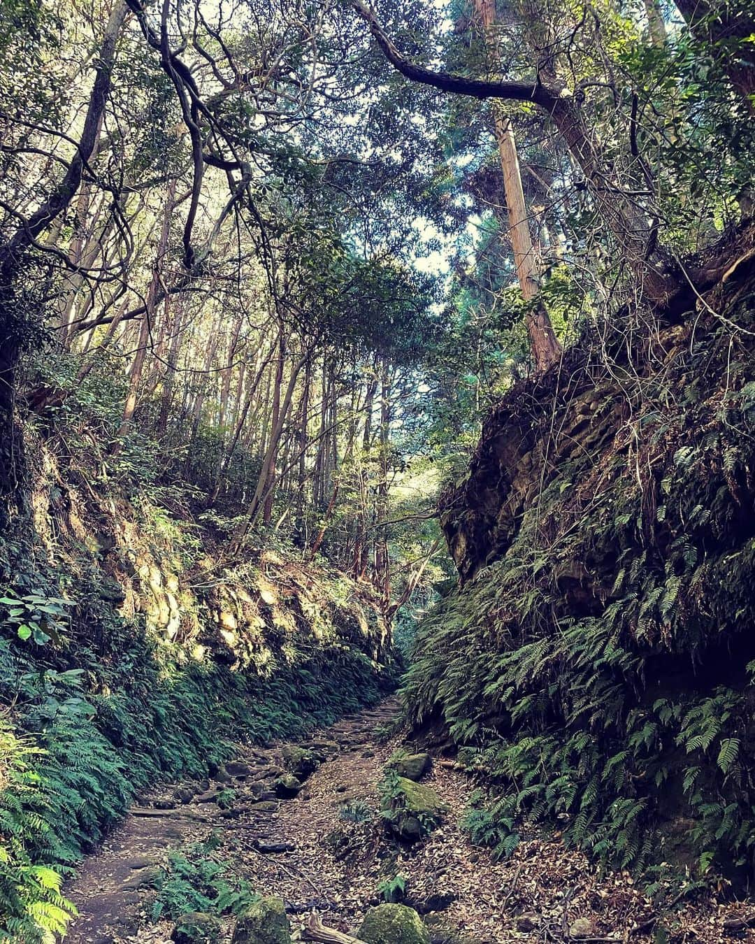 宮原巻由子のインスタグラム：「幸せな森🌳感謝🍁」