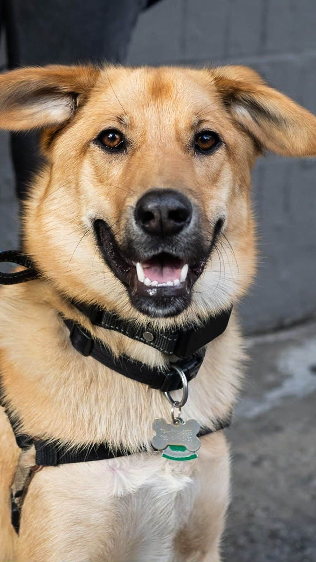 The Dogistのインスタグラム：「Waqaa, mix (11 m/o), 15th & 8th Ave., New York, NY • “He’s an Alaskan dog – he’s from Bethel, Alaska. His name means ‘hello’ in Yupik. We did the test, and he’s Shepherd, Lab, Cocker Spaniel, and a bunch of different Huskies. He finds all the chicken bones on the street. His personality is just silly. I like going on walks with him a lot – he gets me out of the house. Because of him we’ve met all of our neighbors in Seattle.”」