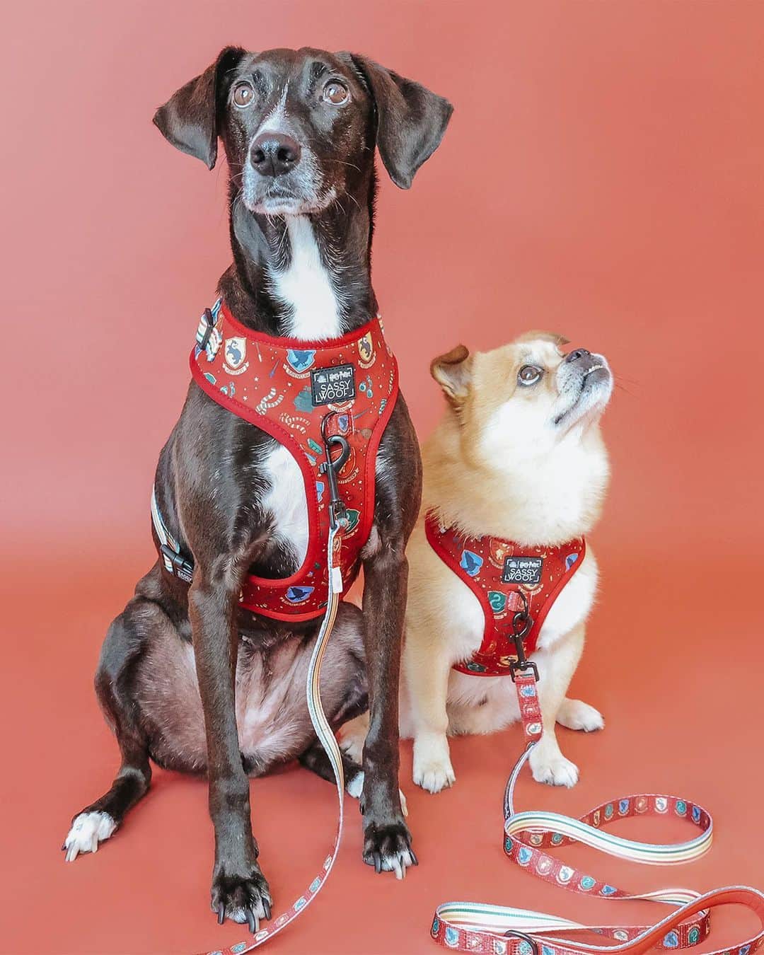 ハリー・ポッターのインスタグラム：「Welcome to Dogwarts! The Sassy Woof Harry Potter range will have your canine companions looking extra stylish 🐾 Head to the Harry Potter Shop to pick up these paw-fect items for your pups! Only available in the US.」