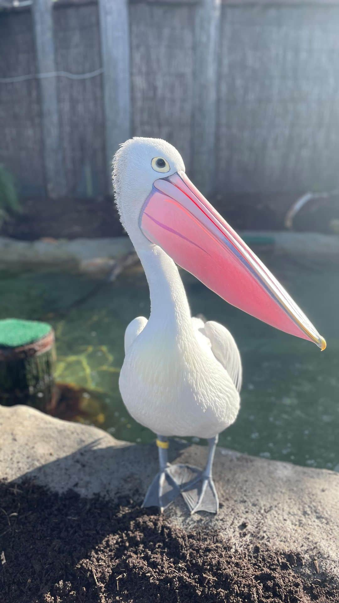 タロンガ動物園のインスタグラム：「Mani knows how to shake it to keep cool 😎   Pelicans shake their gular pouches to help cool down but also to attract a mate during breeding season.   Meet our two Pelicans and cool down with us at Great Southern Ocean waterplay area this weekend 💦」