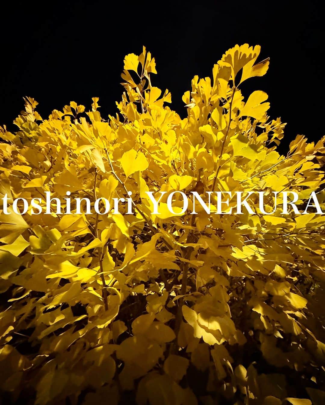 米倉利紀のインスタグラム：「beauty of japan/tokyo🍂」