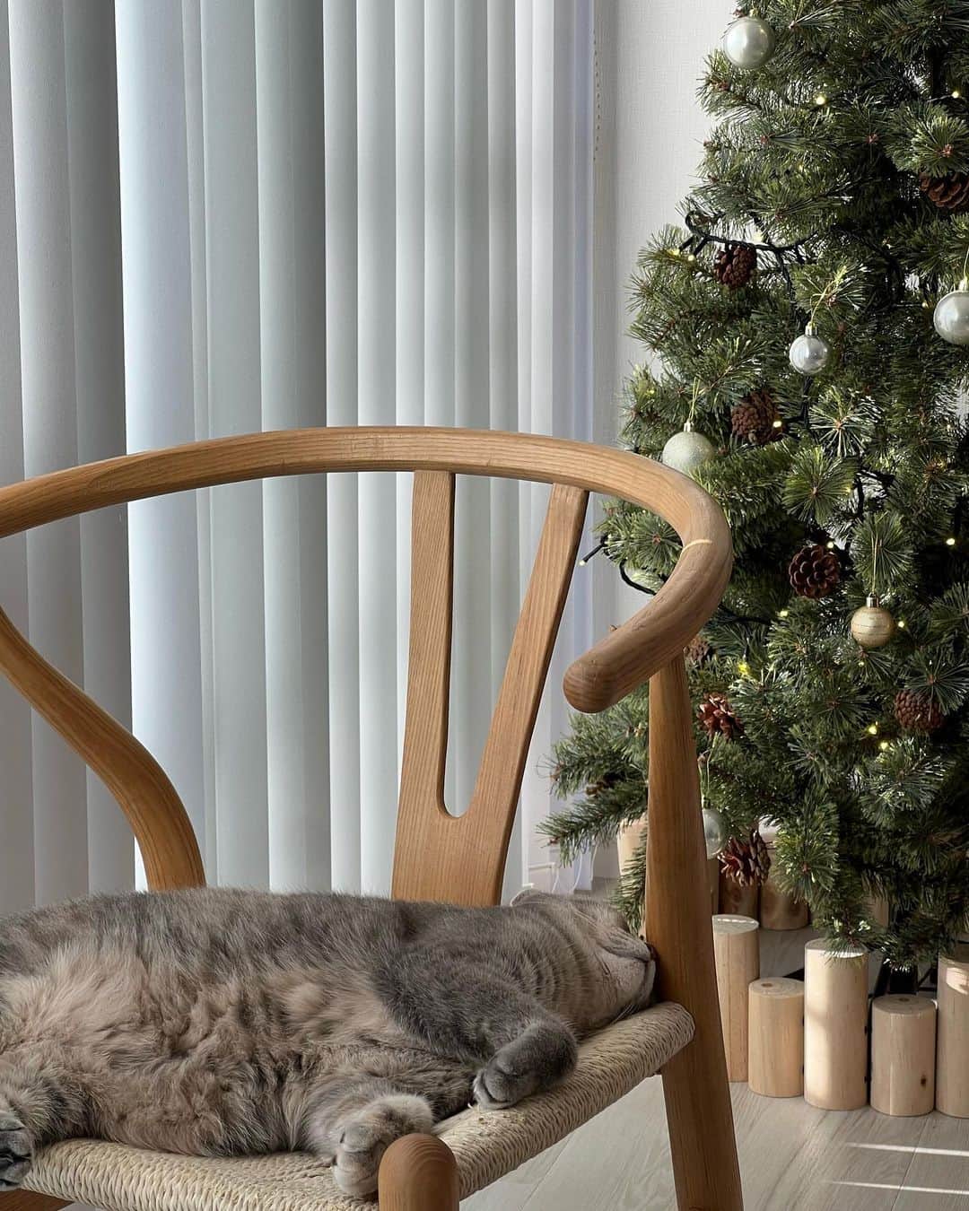 咲和希さんのインスタグラム写真 - (咲和希Instagram)「我が家の猫様は今日も優雅にそれぞれ暖を取ってます🐈🤍もふもふに顔埋めたい😂」12月9日 16時05分 - kazukiy21