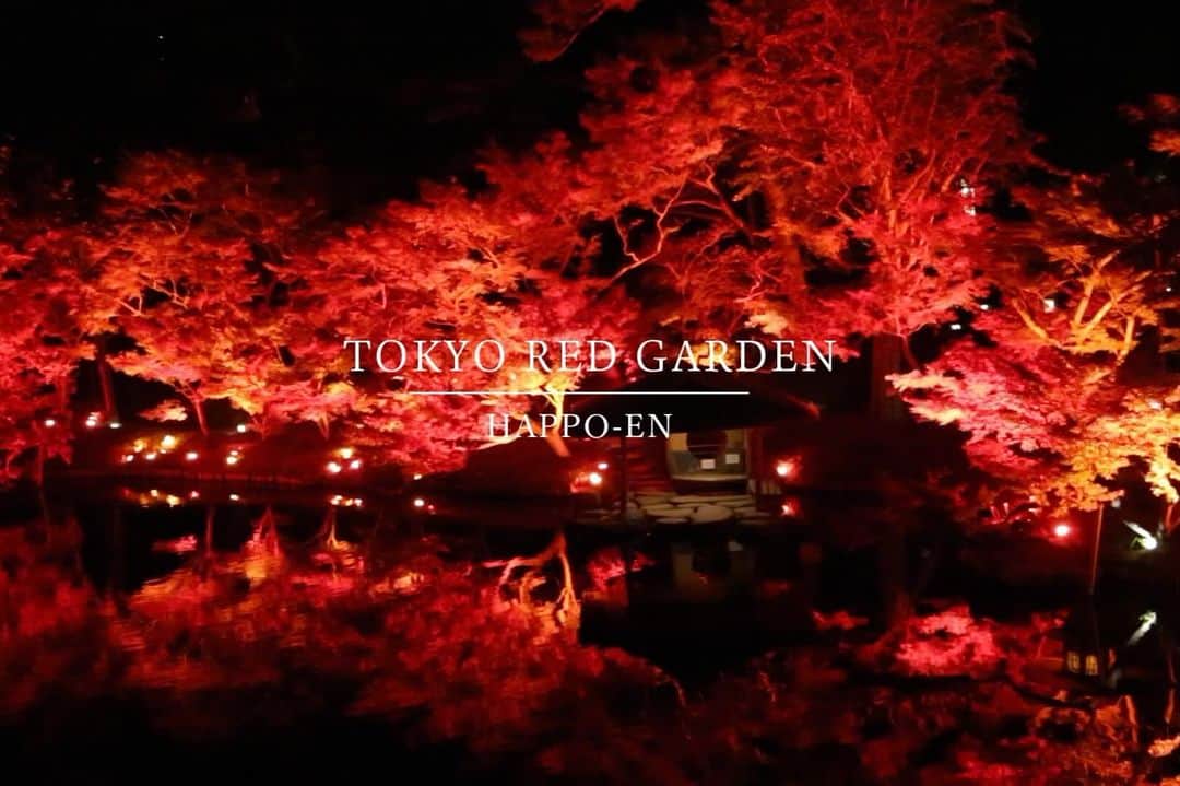 八芳園のインスタグラム：「『TOKYO RED GARDEN AUTUMN FESTIVAL 2023』🍁2023.11.10 fri – 12.10 sun  開催期間は残り2日間となりました。  夜の庭園でカクテルをはじめとするドリンクを愉しむGARDEN BARも開催🥂🍁  残り僅かの、秋のライトアップにぜひご来園くださいませ。  【GARDEN BAR】 期間：2023年12月9⽇(⼟)、10⽇(⽇)全5⽇間 時間：17時00分～21時00分(L.O.20時30分) 料金：入場無料(ドリンク別途 500円(税込)～ ※アルコール・ソフトドリンク各種) 場所：八芳園 庭園内(滝前)にて  ▼「TOKYO RED GARDEN AUTUMN FESTIVAL 2023」 https://happo-en.com/event/autumn_festival2023/  🍁🍁🍁  #tokyoredgarden2023  🍁🍁🍁  #八芳園 #happoen #日本庭園 #Japanesegarden #紅葉 #紅葉スポット #🍁 #紅葉狩り #紅葉ライトアップ」