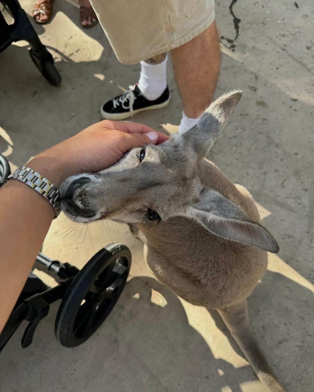 Tammyさんのインスタグラム写真 - (TammyInstagram)「Gimme a home among the gumtrees 🦘」12月9日 7時52分 - tammyhembrow