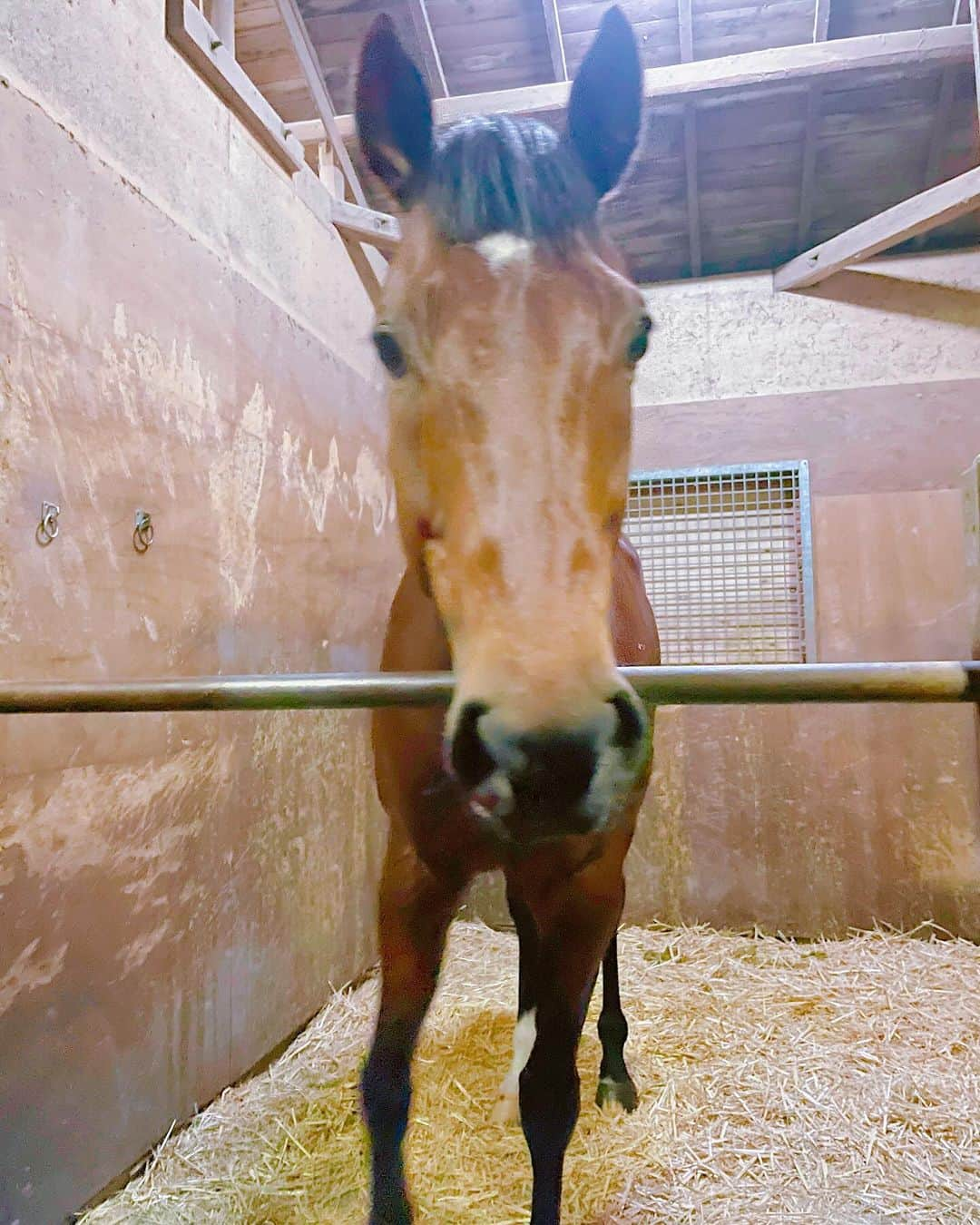 市井紗耶香のインスタグラム：「昨日は取材Day📝  競走馬の育成をされている厩舎に伺いました。 来週レースに出走予定のお馬様…🐎 美しい〜✨癒されました♥️  #取材 #インタビュー #競馬 #競走馬 #厩舎  #競馬好きな人と繋がりたい #ありがとうございました♥️」