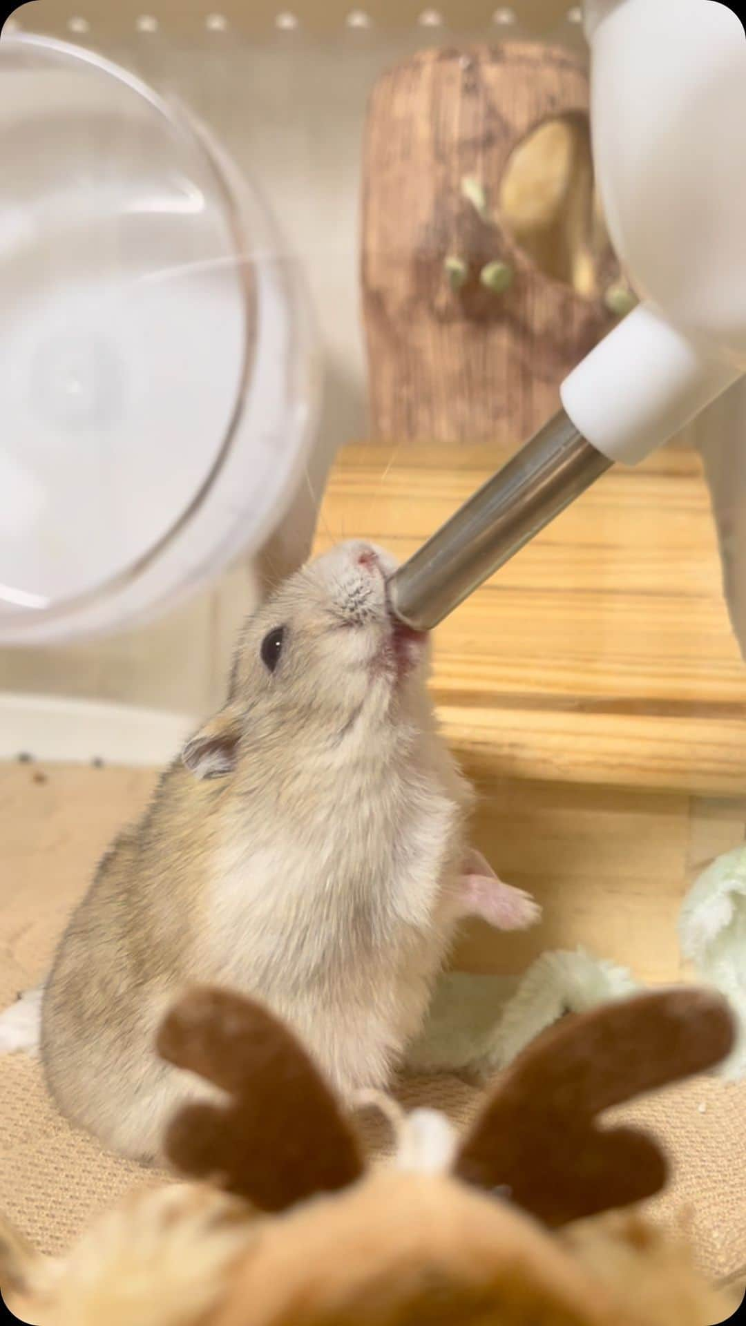 hamster_mocoのインスタグラム