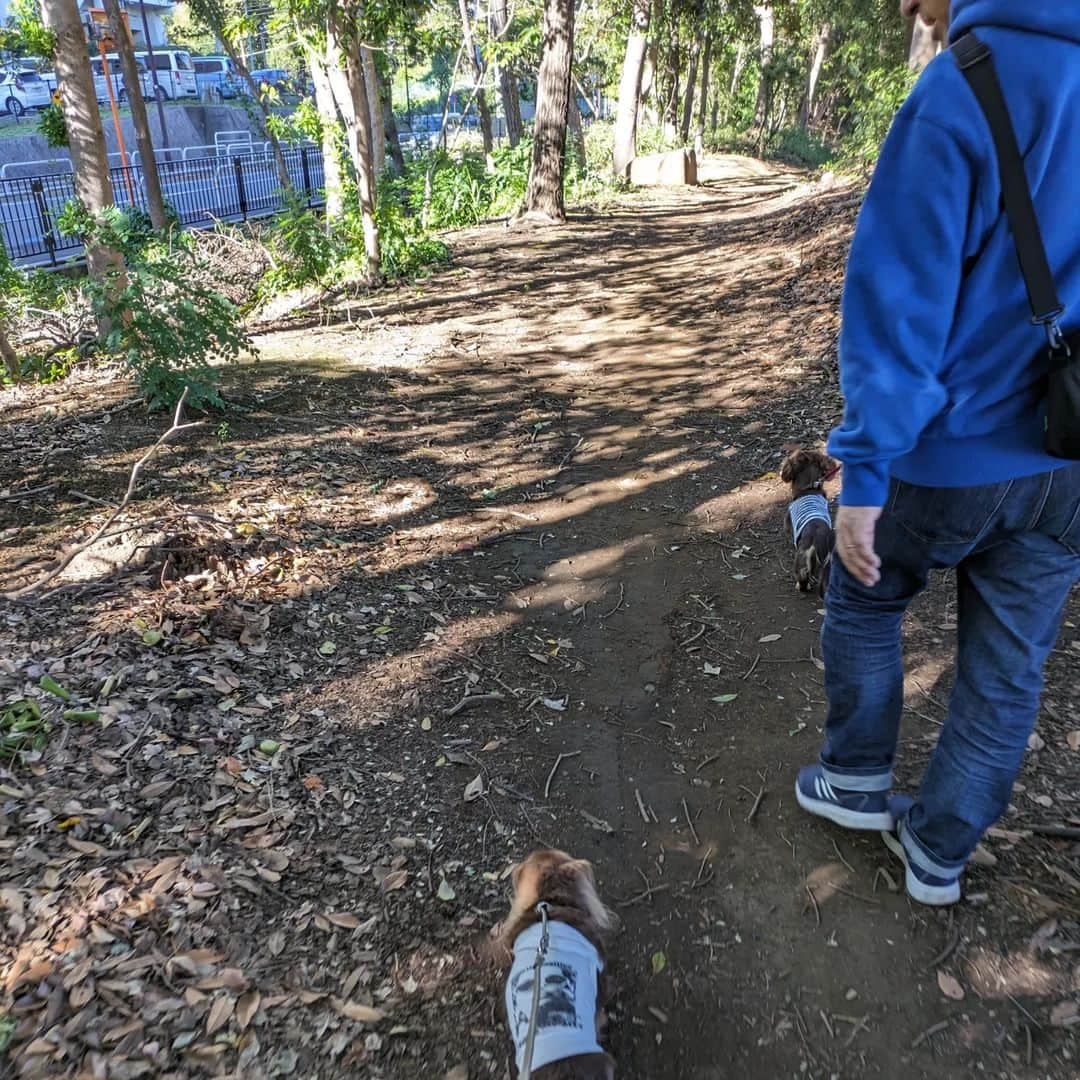 くるみんのインスタグラム：「* とある休日のお散歩🐾🐾 暖かい日だったので、日陰のある緑道をお散歩。 大井ふ頭緑道公園から京浜運河緑道公園までぐるーっと1周し、さらに大井ふ頭海浜公園まで。 2時間くらい歩いたよ。 こんな素敵な緑道が品川区にあるのよね。 こむぎが亡くなる少し前に初めて行って、こむぎとの思い出でもある場所なんだ。  #カニンヘンダックスフント #カニンヘンダックスフンドチョコタン #カニンヘンダックス多頭飼い #カニンヘンダックスの日常 #カニンヘン #カニンヘンダックス #カニンヘンチョコタン #カニンヘンダックスチョコタン #カニンヘンの会 #カニンヘンダックスフンド #チョコタンダックスフント #チョコタンダックスフンド #チョコタンダックス #チョコタン #ダックス多頭飼い #ダックスフントカニンヘン #ダックスフント #ダックスフンドカニンヘン #ダックスフンドチョコタン #ダックス部 #ダックスフンド #ダックス #ダックスの日常 #ダックス短足部 #いぬバカ部 #いぬすたぐらむ #短足部 #dachshund #dachs #dogstagram」