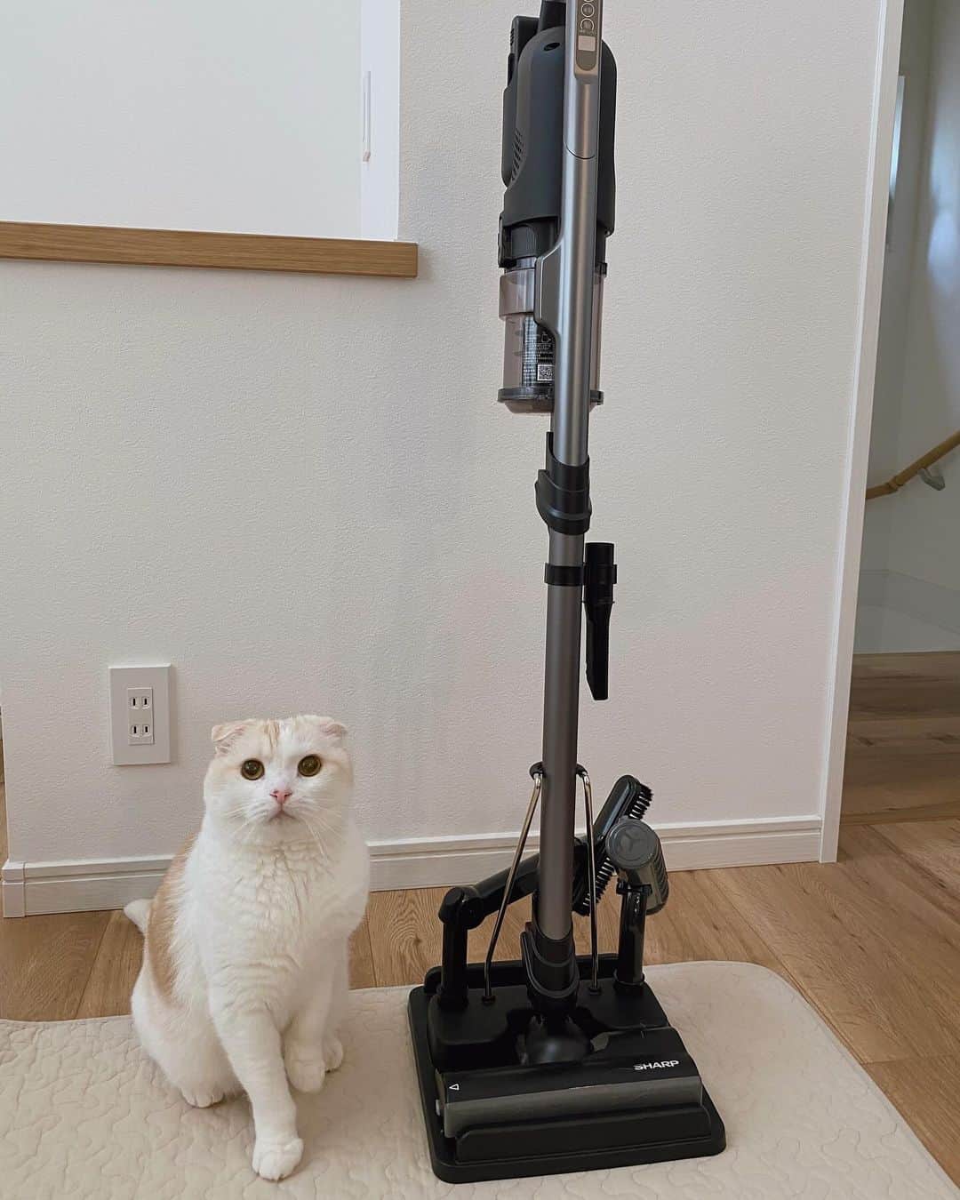 はなぼくろきなこのインスタグラム：「シャープのラクティブエアの 猫モニターの声をまとめたページが公開されました🌟  わたしの感想はXのアカウント「kinako_nekoblog」表記で載せていただいています🙌🏻 掃除機の良さが伝わると嬉しいです！！  そしてモニターの猫さんたちがとてもかわよい☺️💖  https://jp.sharp/souji/neko_monitor/  ストーリーにリンクのスタンプ貼ります🌼  #PR #シャープ猫モニター」