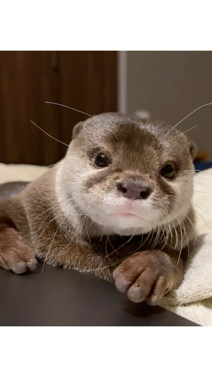 カワウソ コタロー&ハナのインスタグラム：「Don't stare at me like that そんなに見つめんで . . . #otter #otters #cute #pet #animal ‪#カワウソ #コツメカワウソ #動物 #ペット #カワウソコタロー #カワウソハナ #コタロー #かわいい #かわうそ #もふもふ #수달 #귀여워 #水獺 #loutre #lontra #lutra #выдра #nutria#otterlove #kotarotheotter #otterkotaro」