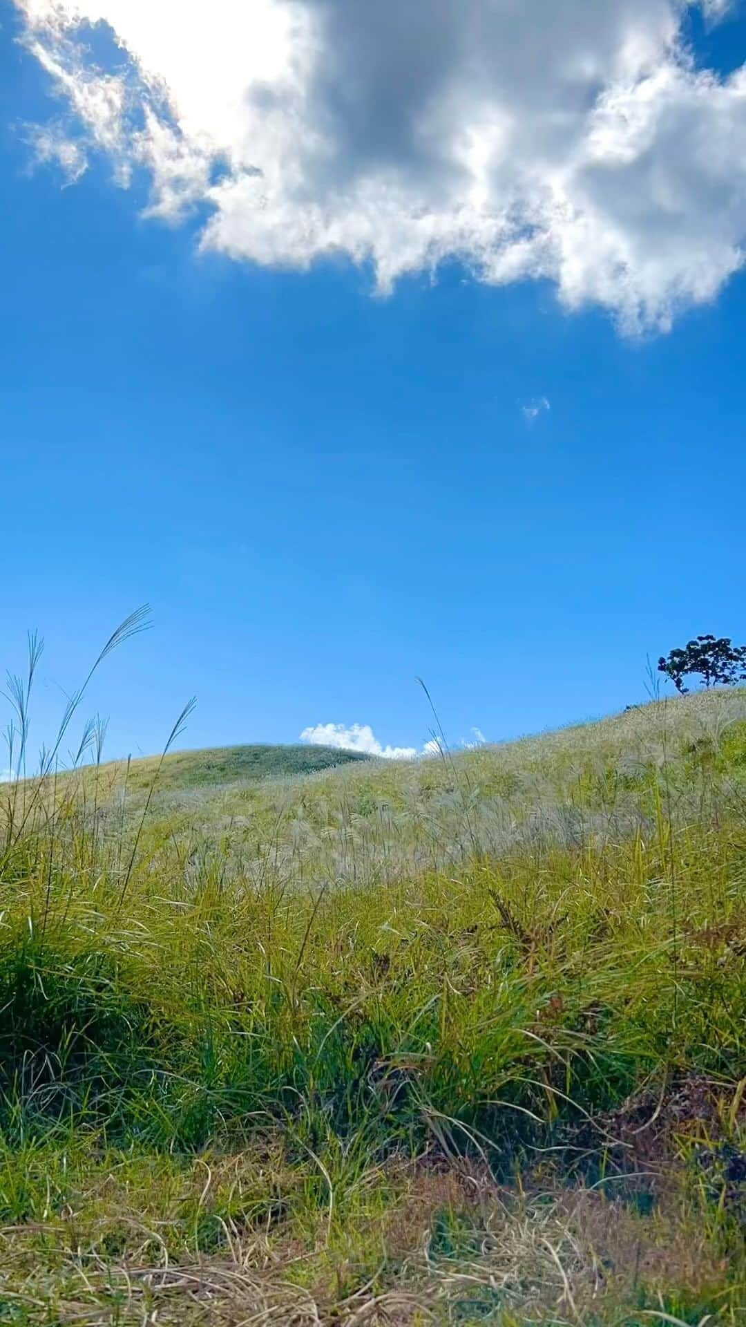 豊大槻のインスタグラム：「風が通る高原 パラグライダーに最高の風が吹いてる ・ ・ #高原  #ススキ  #風景  #自然  #写真  #タイムラプス  #写真好きな人と繋がりたい  #カメラマン  #映像クリエイター  #花が好き  #自然が好き  #海が好き  #癒し  #panpaglass  #plateau  #timelapse  #view  #healing  #photo  #photography  #nature」