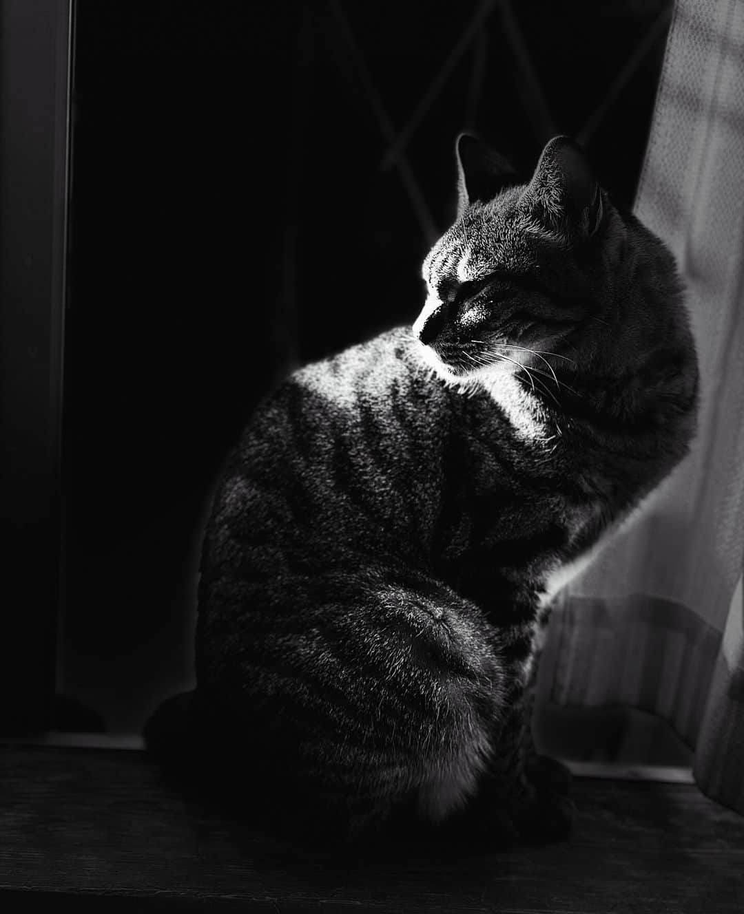 相原コージのインスタグラム：「#ねこ  #キジトラ　#モノクロ　#cat #catstagram  #monochrome  #browntabby」