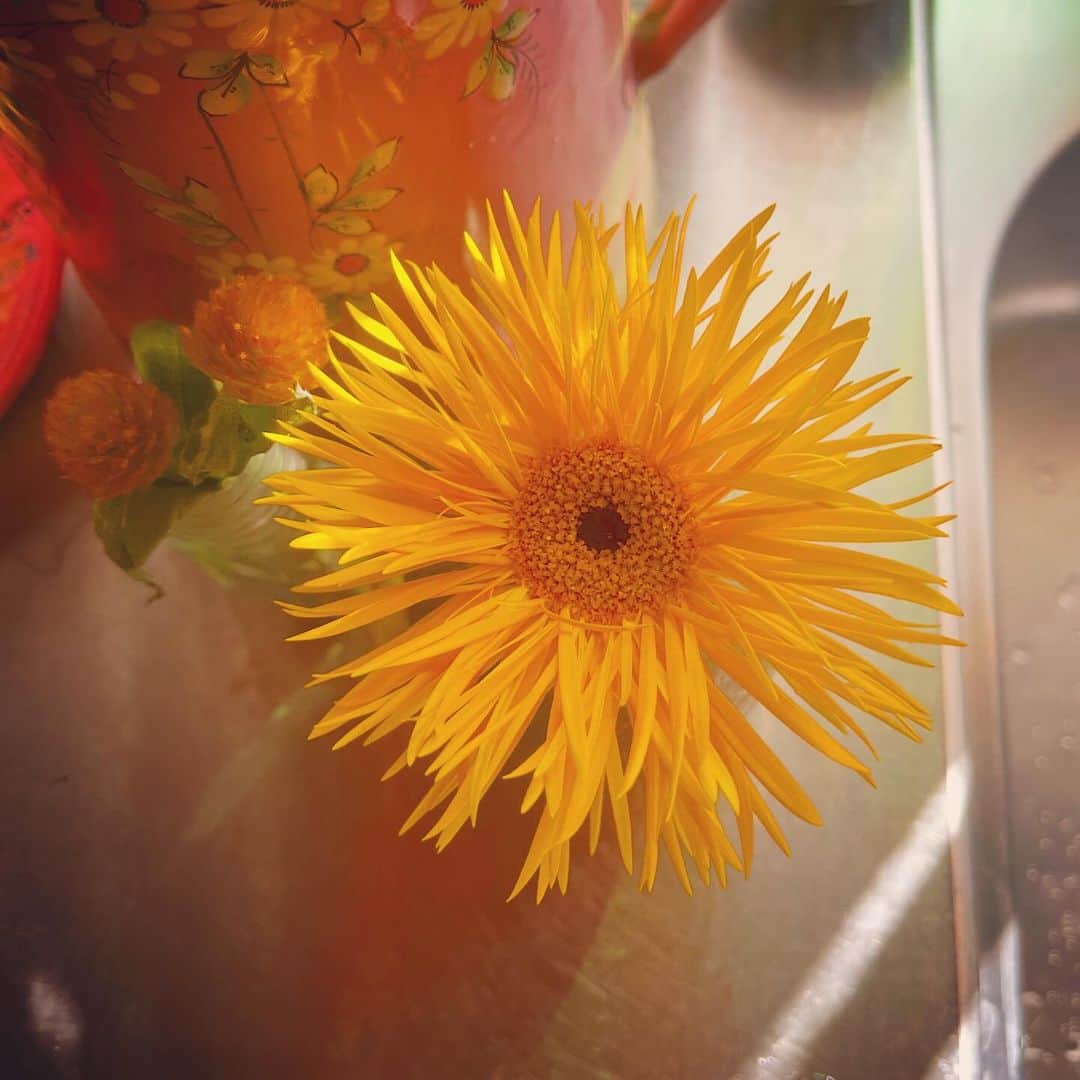 藤田朋子さんのインスタグラム写真 - (藤田朋子Instagram)「茎を切って水を変える #それだけで元気になるね」12月9日 14時24分 - chiendormant