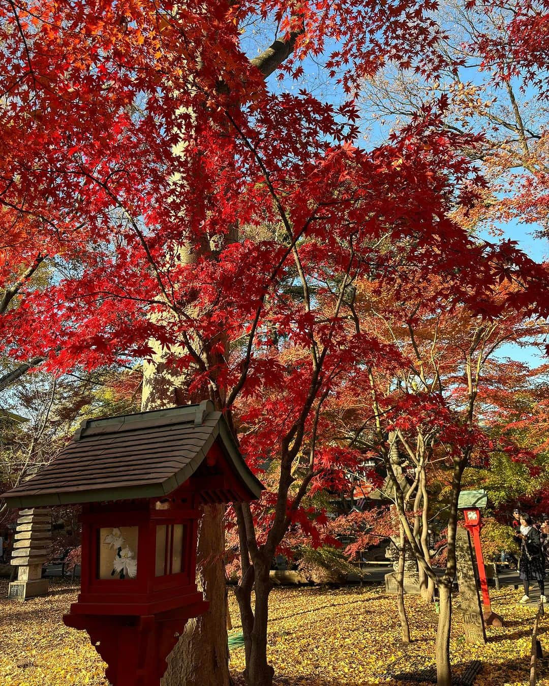 大和田獏さんのインスタグラム写真 - (大和田獏Instagram)「#ばくさんぽ 九品仏の浄真寺！ 10日前は銀杏が見頃でしたが、今日は紅葉🍁が最高に綺麗でした。 それにしても大勢の人でした。 普段は静かな境内なのに！ 恥ずかしながら一句！ 孤高なる地蔵の肩の紅葉かな お粗末‼️」12月9日 14時45分 - bakuowada