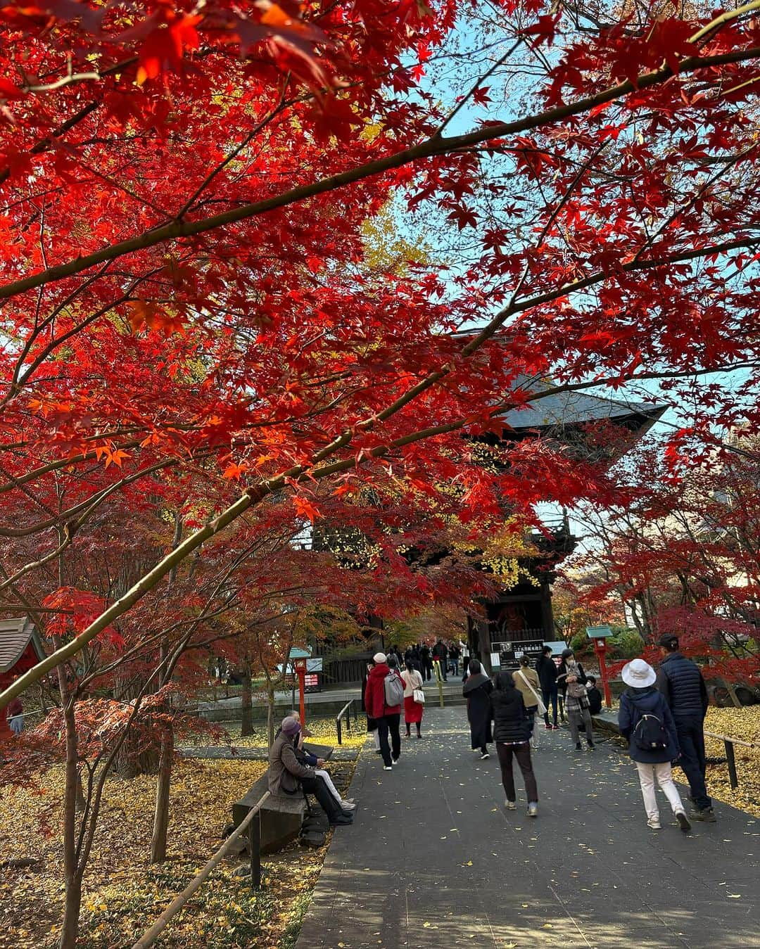 大和田獏のインスタグラム：「#ばくさんぽ 九品仏の浄真寺！ 10日前は銀杏が見頃でしたが、今日は紅葉🍁が最高に綺麗でした。 それにしても大勢の人でした。 普段は静かな境内なのに！ 恥ずかしながら一句！ 孤高なる地蔵の肩の紅葉かな お粗末‼️」