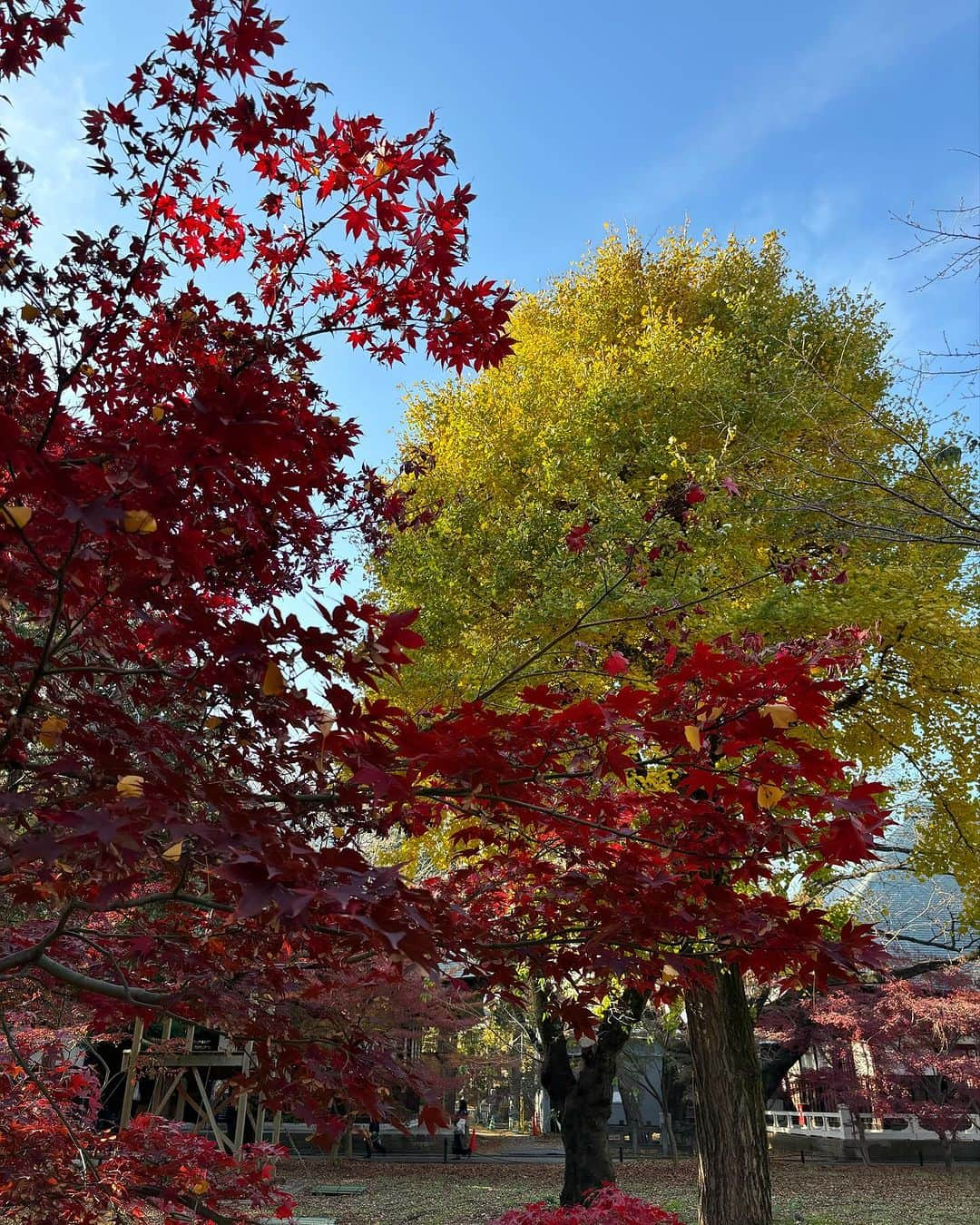 大和田獏さんのインスタグラム写真 - (大和田獏Instagram)「#ばくさんぽ 九品仏の浄真寺！ 10日前は銀杏が見頃でしたが、今日は紅葉🍁が最高に綺麗でした。 それにしても大勢の人でした。 普段は静かな境内なのに！ 恥ずかしながら一句！ 孤高なる地蔵の肩の紅葉かな お粗末‼️」12月9日 14時45分 - bakuowada