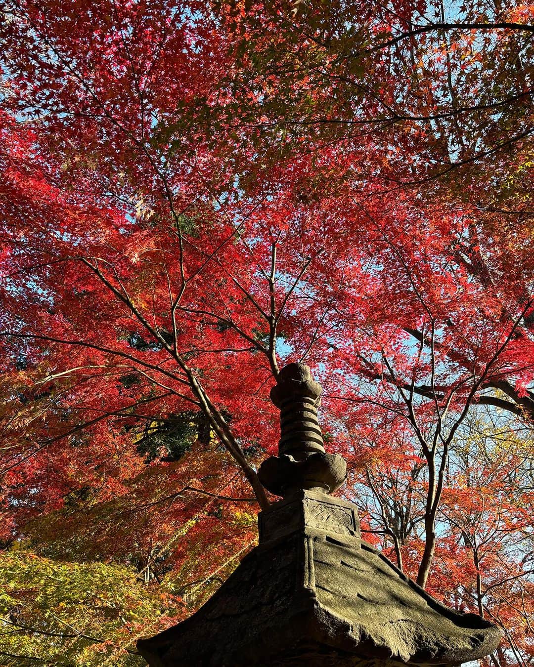 大和田獏さんのインスタグラム写真 - (大和田獏Instagram)「#ばくさんぽ 九品仏の浄真寺！ 10日前は銀杏が見頃でしたが、今日は紅葉🍁が最高に綺麗でした。 それにしても大勢の人でした。 普段は静かな境内なのに！ 恥ずかしながら一句！ 孤高なる地蔵の肩の紅葉かな お粗末‼️」12月9日 14時45分 - bakuowada