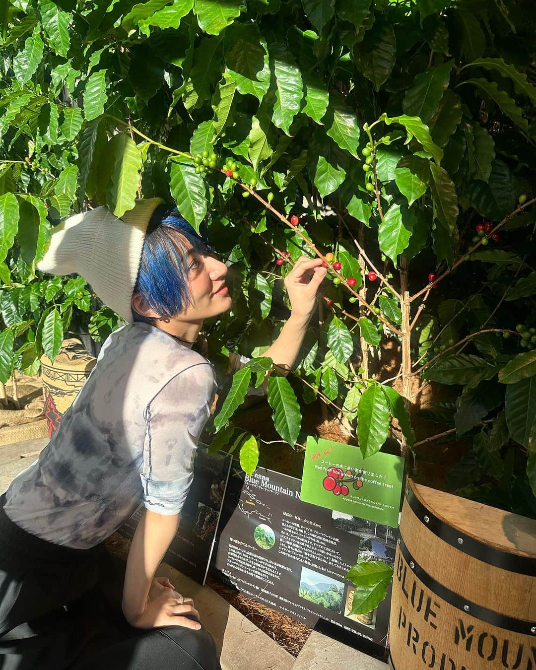 中川友里さんのインスタグラム写真 - (中川友里Instagram)「coffee academy🎄🎉  UCC @uccueshimacoffee さんのコーヒー☕️セミナーへ🎄✨  アロマ勉強するならコーヒー☕️を学ぶのはマスト❤️  本社エントランスのカフェにはコーヒー豆の木が 赤く実をつけていました🥰  食べると優しい甘さ😳コーヒーチェリー🍒  エントランスあったくて日本じゃないみたい🍒  ※温度管理されています  UCCのコーヒー専門教育機関「UCCコーヒーアカデミー」  今回は＜コーヒーとパンのおいしい出会い　第18弾（シュトレン）セミナー>🎄✨  マツコの知らない世界で袋パンを毎月250種類17年間食べ続けているパンコーディネーター／ひのようこ※さんが先生👩‍🏫  どんなパンがおすすめなのか、ひのさんを特別講師としてお招きしパン（シュトレン）5種類を試食いただきながら、 コーヒーの味わいにマッチするパンの楽しみ方や、 パン屋さんでの選び方のコツなどを教えてもらいました🎉  ※パンコーディネーター／ひのようこさん： プロフィール：こんがりパンだパンクラブ主宰。1999年にパンサークル『こんがりパンだパンクラブ』を立ち上げ。以来、300回以上のイベントを開催。これまで食べたパンの種類は70,000種類を超える。日本だけでなく海外のパン屋巡りやイベント開催を通して『パンと人をつなぐ』をテーマに活動中。  パレスホテル　@palacehoteltokyo のパイナップルジンジャーのシュトレンがいちばん美味しかった🥰🍒  日本の市場になかなか出回らない、カメルーン🇨🇲、コートジボワール🇨🇮、ドミニカ🇩🇲、ベネズエラ🇻🇪のコーヒーを試飲しました☕️❤️  ベネズエラの品種、ウシュウシュがいちばん美味しかった〜🌸  #coffee #beans #ucc」12月9日 15時04分 - darayunya