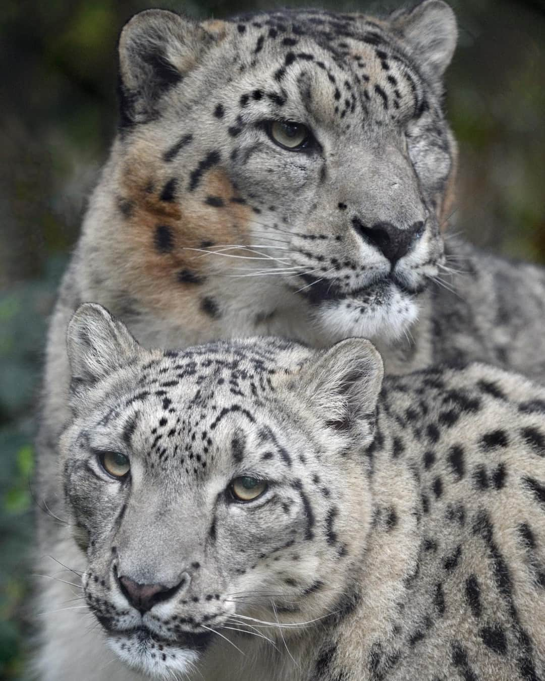 San Diego Zooさんのインスタグラム写真 - (San Diego ZooInstagram)「Snow-one strikes a Christmas card pose better than Naphisa and Ramil ❄️  📸: Mike Wilson  #Caturday #SnowLeopard #BigCat #SanDiegoZoo」12月10日 1時51分 - sandiegozoo