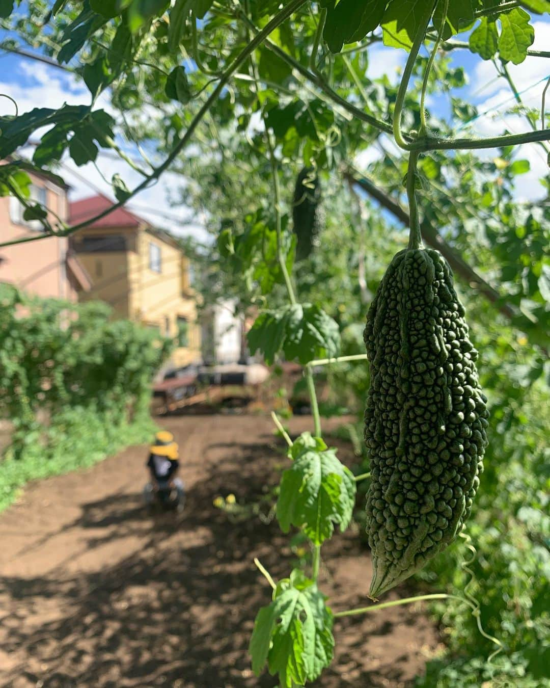 仲川希良さんのインスタグラム写真 - (仲川希良Instagram)「Advent2023🌲6 ・ 「来年の夏野菜は何育てますか？」 というテーマで 質問主さまからはズッキーニをオススメいただきましたが いいですよねズッキーニ！好きです 初めて畑で育てたときはその実り方に衝撃を受けました (ご存知ない方はぜひ画像検索を) ・ 食べごろを採り逃して3日もすればおばけサイズ…… 腕くらい太くなってしまったものを苦肉の策で中東風の肉詰めにしたら大成功でした ・ ・ 夏に採れるので好きなのは オカヒジキ インゲン かなぁ……ベタにトマトも捨てがたい ・ トマトやキュウリをサッとリュックにしのばせて ハイキング先の水辺で冷やして頬張るのは 私たち家族お気に入りの夏の楽しみです ・ あ、ミニトマトのオススメ品種ある方はぜひ教えてほしい！ ・ ・ 「得意料理は？」というご質問もいただいていたので 夏野菜を使った我が家のご飯あれこれもつけ加えておきます 写真に写ってる野菜はポタージュなども含めてほぼ全て畑のもの！ ・ ありがたいことですねぇ ・ ・ ・ #畑 #畑仕事 #夏野菜 #食育」12月10日 1時52分 - kiranakagawa