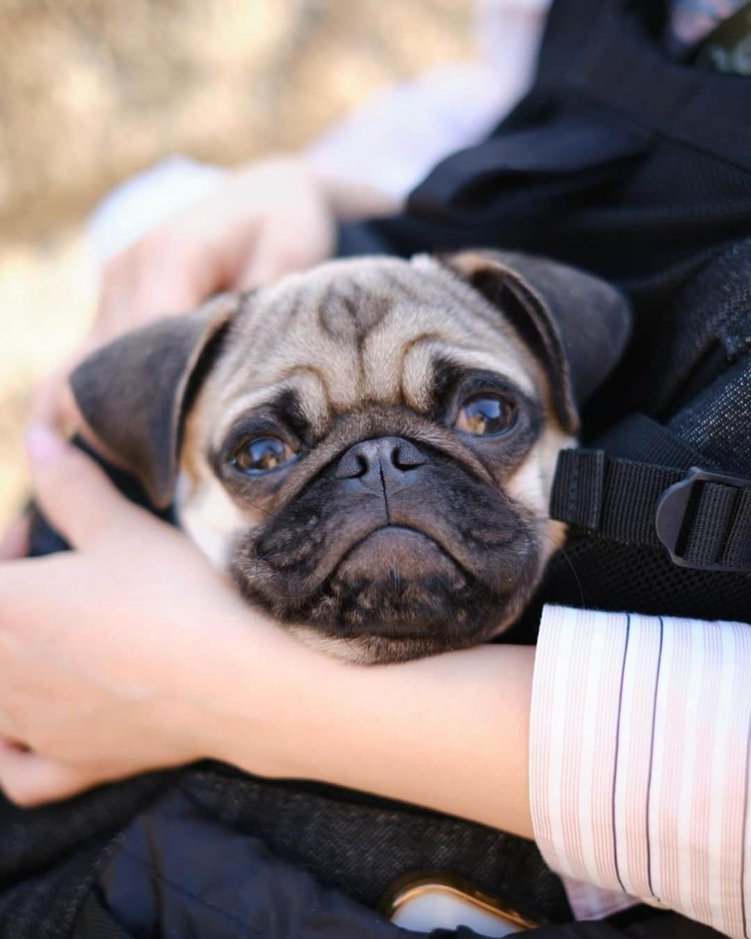 近藤沙瑛子さんのインスタグラム写真 - (近藤沙瑛子Instagram)「会いたい🐶ふと」12月10日 2時03分 - saekondo_inu