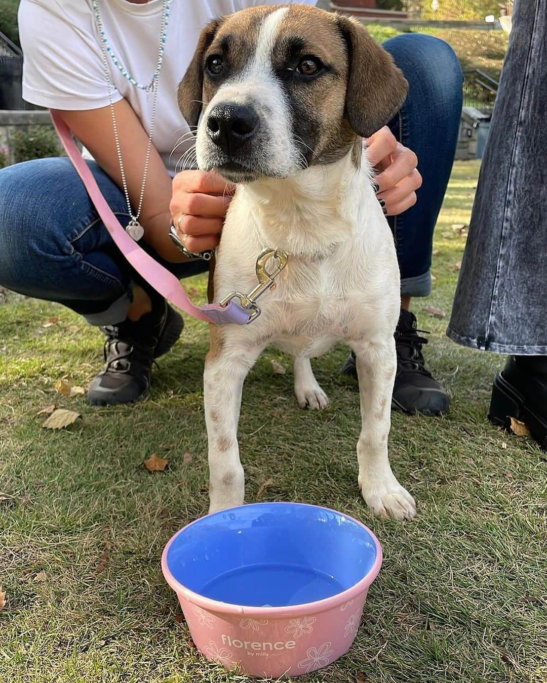 ミリー・ボビー・ブラウンさんのインスタグラム写真 - (ミリー・ボビー・ブラウンInstagram)「a little puppy love for your feed today featuring our florence by mills pet bowls, exclusively available at Kanine.com💜🐶  @brand_kanine  @florencebymills @joeysfriends22」12月10日 2時04分 - milliebobbybrown