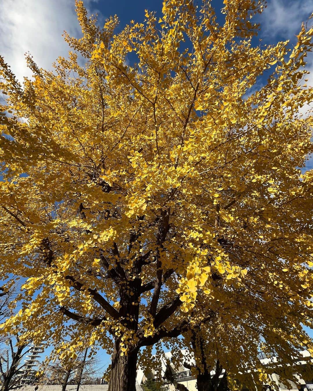 松大航也さんのインスタグラム写真 - (松大航也Instagram)「. イチョウの木が綺麗だった🍂 季節によって変わっていくものを 楽しまなきゃなと思ったよ。😂  #イチョウ#photography」12月9日 17時17分 - koya_matsudai_official