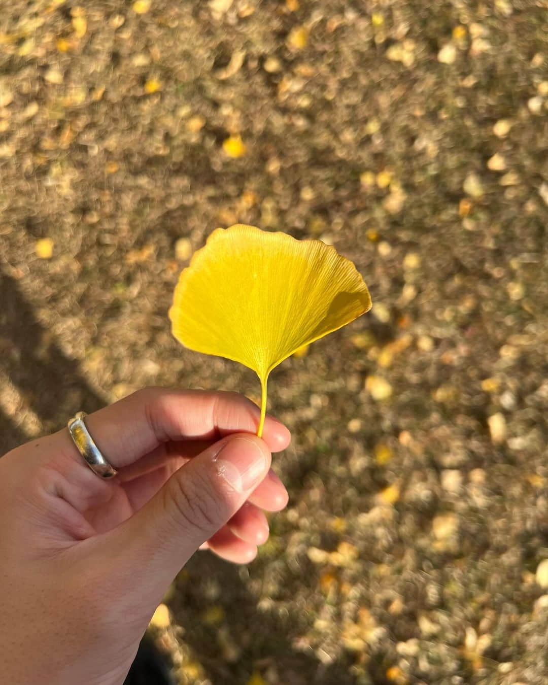 松大航也さんのインスタグラム写真 - (松大航也Instagram)「. イチョウの木が綺麗だった🍂 季節によって変わっていくものを 楽しまなきゃなと思ったよ。😂  #イチョウ#photography」12月9日 17時17分 - koya_matsudai_official