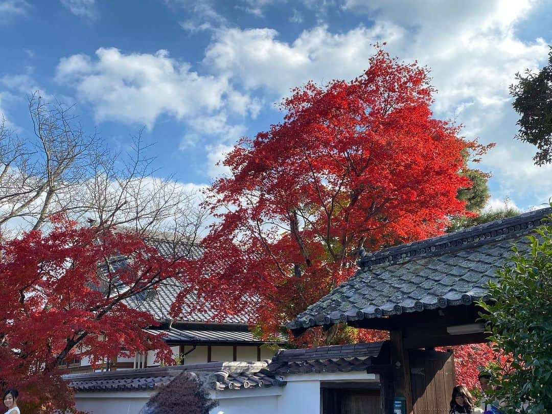 JULIAさんのインスタグラム写真 - (JULIAInstagram)「☆ ちょっと前に紅葉を見に行ってきたよ♪♪  多少色味の加工はしたけど綺麗でした♡」12月9日 17時29分 - julia_cmore_official