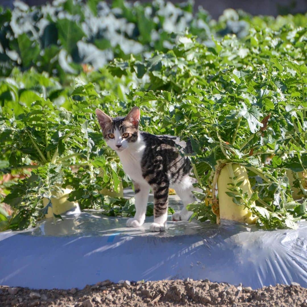 やふのインスタグラム：「畑猫、増殖。 畑は今、大根や冬野菜でいっぱい。子猫には迷路のようで楽しくて仕方がないって感じです。 . #cat #neko #catlovers #catsofinstagram #catstagram #instacat #猫 #ねこ #ネコ #保護猫 #健 #万 #太郎」