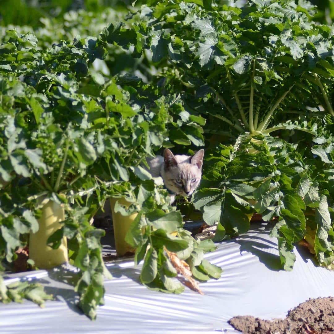やふさんのインスタグラム写真 - (やふInstagram)「畑猫、増殖。 畑は今、大根や冬野菜でいっぱい。子猫には迷路のようで楽しくて仕方がないって感じです。 . #cat #neko #catlovers #catsofinstagram #catstagram #instacat #猫 #ねこ #ネコ #保護猫 #健 #万 #太郎」12月9日 17時50分 - kyafy