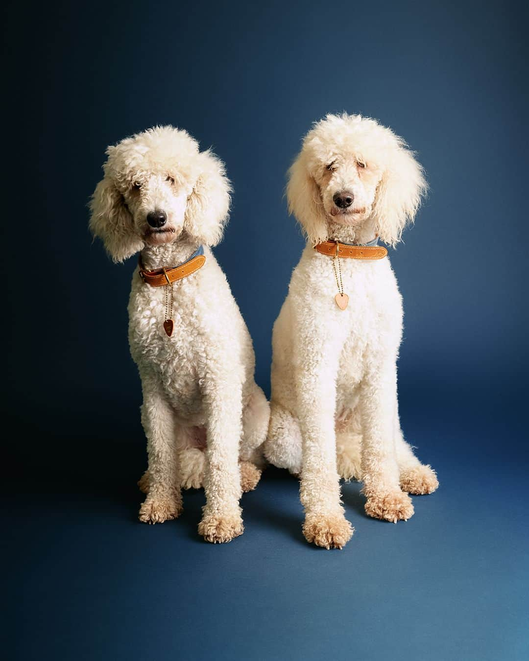 デンハムのインスタグラム：「Meet the elegant Poodle sisters, Coco and Chanel waiting for a new home. Striking and graceful, they warm up slowly but become your best friends once they trust you. With a knack for getting muddy, these sisters crave a peaceful home with a garden, ideally staying together for mutual support. Rescued from a breeding farm, they have incredible potential to be awesome pets.⁠ ⁠ Coco and Chanel are wearing the @denham Dog Leash and Collar. Available now as a special gift for the holidays. All proceeds go to @doa_amsterdam.」