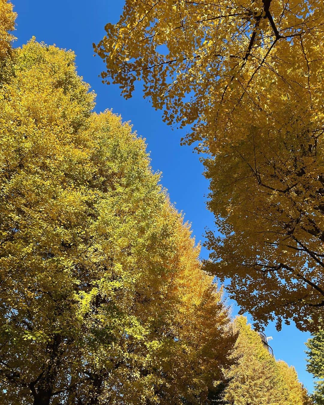 松永有紗さんのインスタグラム写真 - (松永有紗Instagram)「🐾☀️🌙⛰️🍁✨  最近みた綺麗な景色と恐竜の足跡みたいで可愛い葉っぱ🦖🐾 みたい景色がいっぱい！ オーロラもいつか絶対見てみたいんだぁ〜  #happy #nature #scenery #landscape #panorama」12月9日 18時11分 - arisa_matunaga