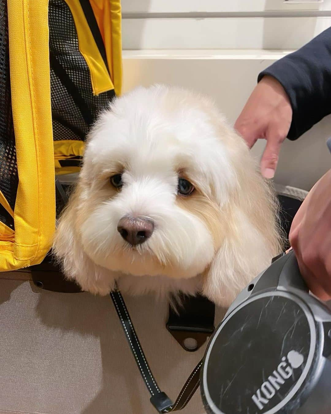 あんちゃんのインスタグラム：「あんバギー🐶🛒  モチモチが使ってるベビーカーが Air Buggyなので 上の部分を替えれば ドッグカートにもできるんだよね✨  これ👉@airbuggyhq  （PRじゃ無いよ🤣🙌）  今はまだモチモチが使ってるけど そのうち使わなくなったら あんバギーにする予定😎❣️  この前Air Buggyお店に タイヤの空気入れに行ったとき ドッグカートがあったので 中に入らせてもらいました🐶🛒✨  店の中を探検・探索したかったあんちゃんは ちょっと不満顔だけど🤣🤣  その様子が可愛かったのでパシャリ🤳🐶  どのサイズにするかまだ悩み中だけど なんだか乗り心地はよさそうでした👌  ワンちゃんがカートに入ってれば お店の中もまわれますよみたいなところ 意外とあったりするから 一緒にお買い物行けるようになるかな❤️  …大人しく入っててくれるかが問題。笑  #キャバションあんちゃん  #あんちゃん　#ぬいぐるみ犬 #スヌーピー  #スヌーピー犬 #キャバション　#キャバビション　 #キャバリア #キャバリアキングチャールズスパニエル #ビションフリーゼ　 #犬 #犬のいる暮らし  #いぬのきもち  #短足部　#比熊犬 #doglove #cavachon #inustagram #puppy  #snoopy #andy #Cavalier #CavalierKingCharlesSpaniel  #BichonFrize #Bichon #멍스타그램 #개스타그램　#댕스마스」