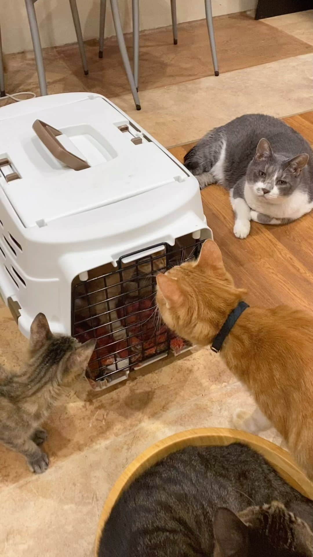 猫カフェきぶん屋のインスタグラム：「今回は静かな歓迎会😂 ホットカーペットでみんな仲良く寝て平穏な1日🎵  🙏皆様にお願い🙏  いいねだけでなく、右下の保存ボタンを押してもらえると嬉しいです。  すごい勢いでフォロワーさんが増えて、情報が届けやすくなります。  ベジニャンシリーズ食べて応援してください🍛🍜🍝 https://kenkoshukan.stores.jp/  リラポ申請で10%還元中‼︎  https://relapo.jp/products/shop/kaetemiyou  プロフィールのハイライトから進めます‼️   お店のご来店は完全予約制にしておりますのでメッセージかお電話ください😊 兵庫県宝塚市、阪急小林駅より徒歩6分  #保護猫　#保護猫と暮らす　#保護猫を家族に　#ねこのいる生活　#ねこのいる幸せ」