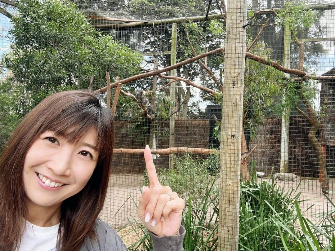 根本美緒さんのインスタグラム写真 - (根本美緒Instagram)「🇦🇺だし折角だから🐨見つつ、木と温熱環境の調査 #大学院生 #国際学会 ちなみにメルボルンはコアラ抱っこ禁止で クイーンズランドの方行くと出来るそうby飛行機で仲良くなったシドニーに住んでる人」12月9日 18時56分 - nemotomio.official