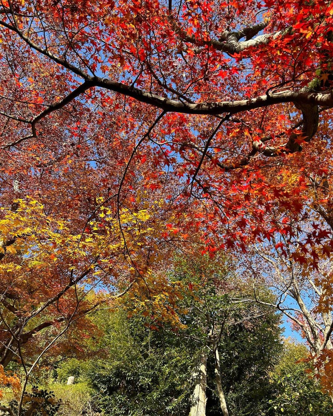 リサさんのインスタグラム写真 - (リサInstagram)「まだ紅葉残ってた〜🍁🍁  #京都紅葉  #京都観光」12月9日 19時02分 - _99risa