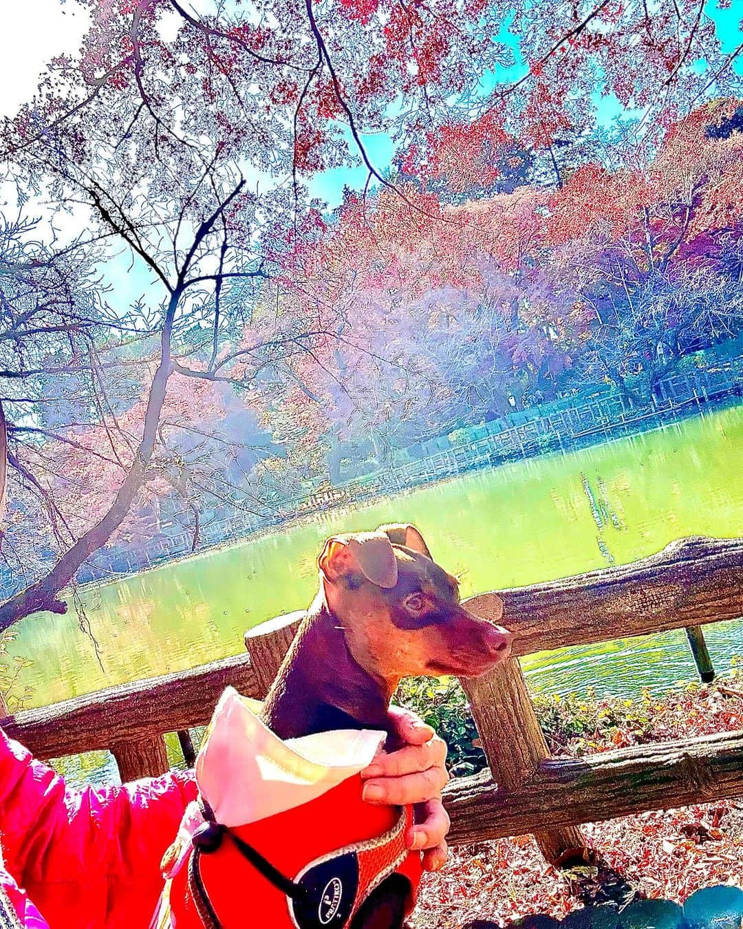 金月真美さんのインスタグラム写真 - (金月真美Instagram)「ルビー、電車に乗って、初めて井の頭公園へ 多分、電車も初めて 大冒険  暖かくて楽しいお散歩になりました  #miniaturepinschersofinstagram  #miniaturepinschers  #みにぴん  #金月真美」12月9日 19時36分 - mami_kingetsu