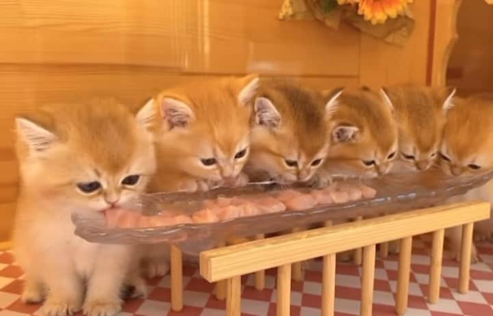 HANAのインスタグラム：「follow @kiss__meow  #cat #catsofinstagram #cats #catstagram #cat_of_instagram #catlivers #chat #kittycat #catering #catlover #catsofig #caturday #kot #gato #gatos #cutecat #kedi #instacat #bestmeow  #ねこ #ねこ部 #ねこすたぐちむ #ねこいる生活 #ねこのきもち #ねこのいる暮らし #貓 #猫 #고양이 #แมว#kucing」