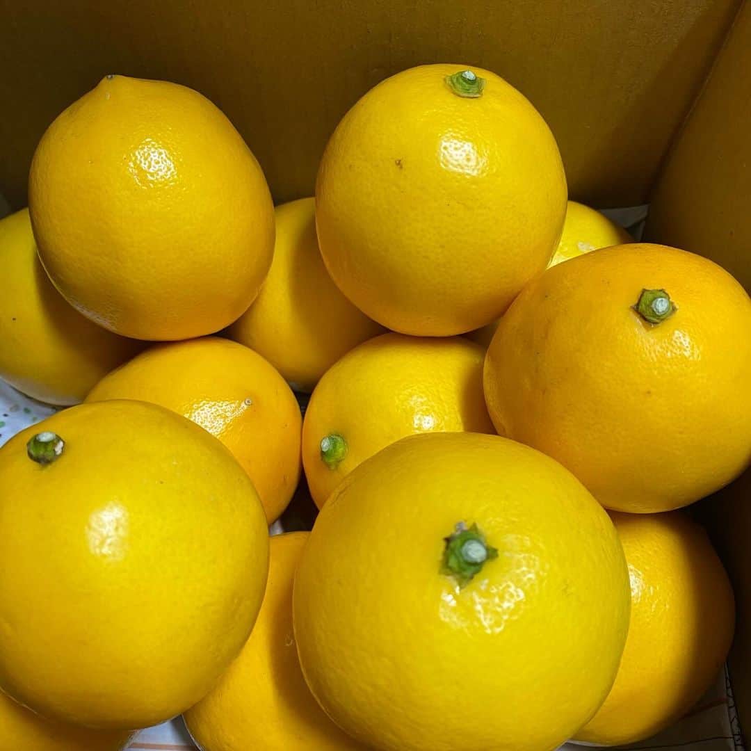 わたなべだいすけのインスタグラム：「2023.12.9  今年も静岡の辻農園からマイヤーレモンをいただきました。  ハイボールや焼酎ソーダ割りに絞ったり、時々そのまま齧ったり。本当においしい。ありがとうございます。  #辻農園 #マイヤーレモン」