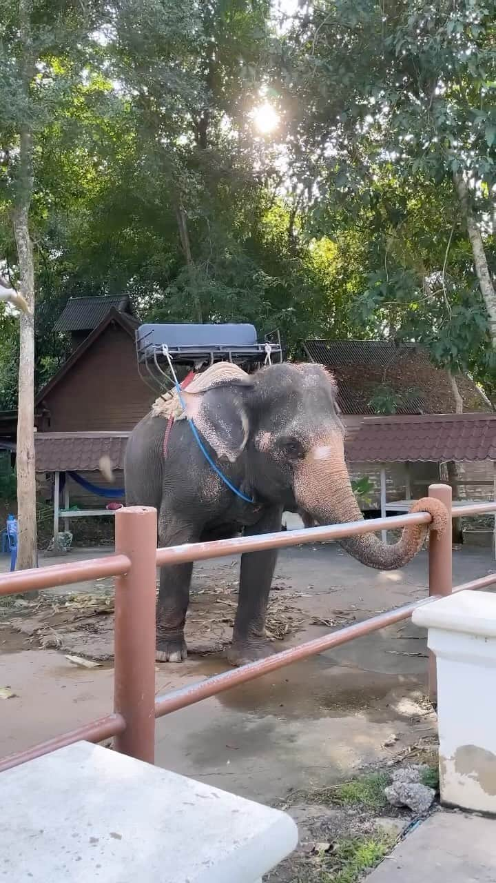 岩谷翔吾のインスタグラム：「タイで象に乗りました🐘  #thai #thailand」