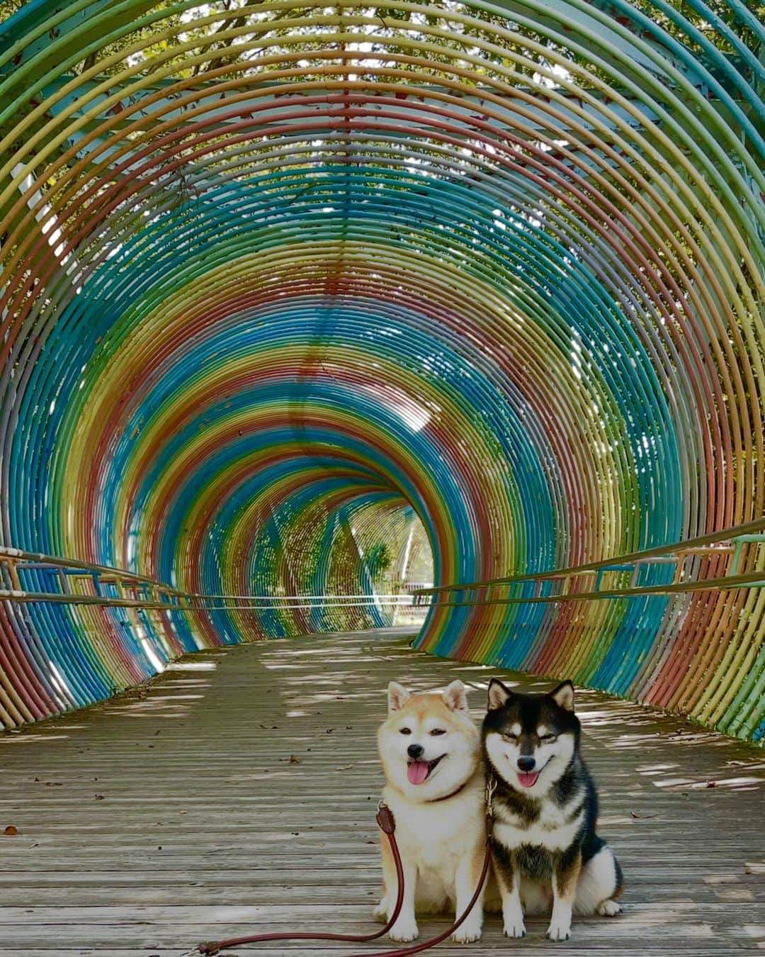 豆柴なつ&ふゆのインスタグラム：「Rainbow bridge🌈😊⭐️ 虹の橋🌈😊⭐️  #walking #お散歩 #レインボー #虹 #兵庫県 #shibaaaaainu #shibaaddict  #shibalife  #しばすたぐらむ #シバフル #わんダフォ #shibamania  #柴犬ライフ#pecoいぬ部 #shiba_snap  #instashiba#cutedogs  #柴犬#shiba #shibainu #shibastagram  #pecoいぬ部 #犬バカ部 #shibainumag_feature #instafollow #dogoftheday  #🐕📷 #theshibasociety  #柴#proudshibas  #柴犬マニア」