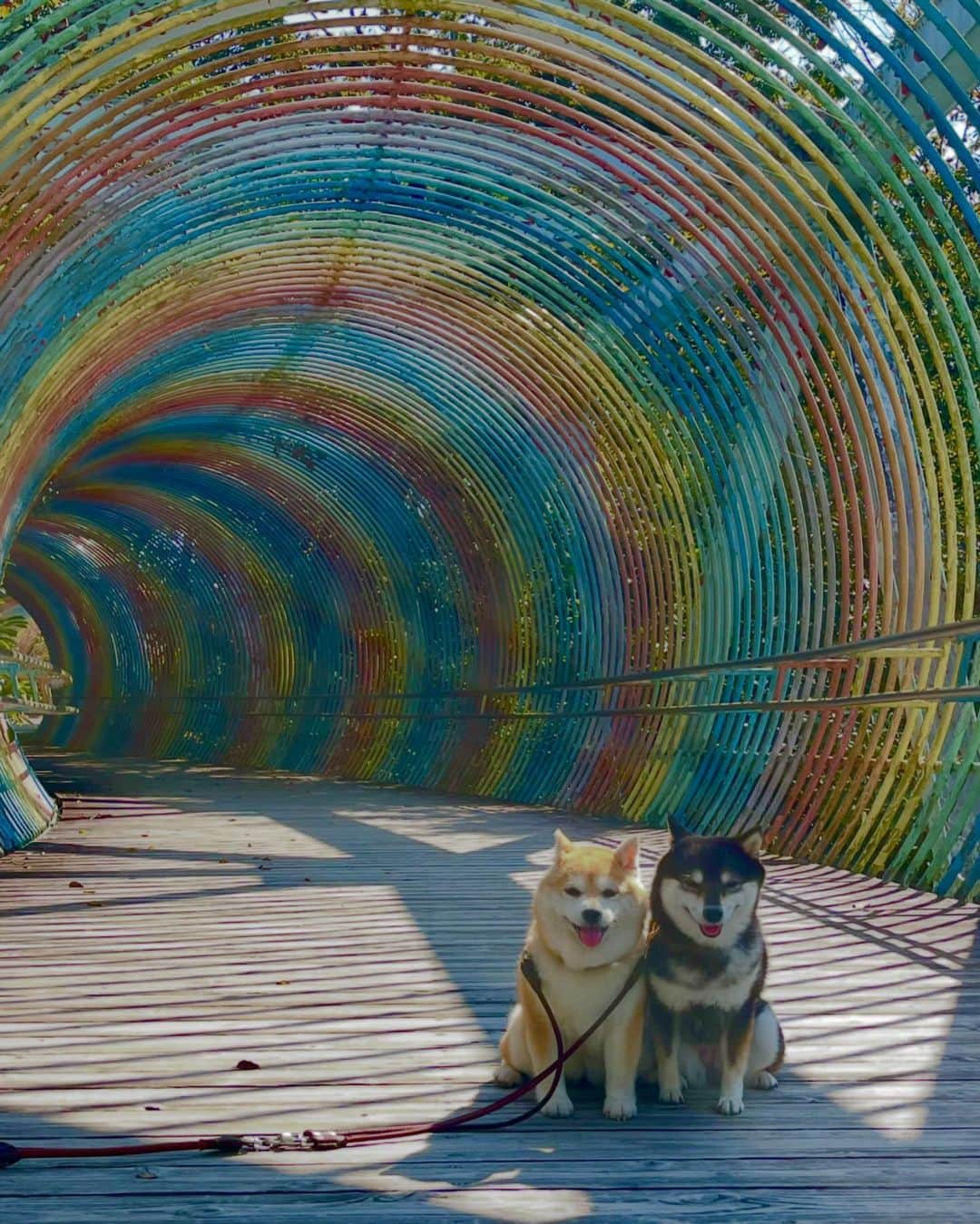 豆柴なつ&ふゆさんのインスタグラム写真 - (豆柴なつ&ふゆInstagram)「Rainbow bridge🌈😊⭐️ 虹の橋🌈😊⭐️  #walking #お散歩 #レインボー #虹 #兵庫県 #shibaaaaainu #shibaaddict  #shibalife  #しばすたぐらむ #シバフル #わんダフォ #shibamania  #柴犬ライフ#pecoいぬ部 #shiba_snap  #instashiba#cutedogs  #柴犬#shiba #shibainu #shibastagram  #pecoいぬ部 #犬バカ部 #shibainumag_feature #instafollow #dogoftheday  #🐕📷 #theshibasociety  #柴#proudshibas  #柴犬マニア」12月9日 20時37分 - mameshiba.natsuinu56
