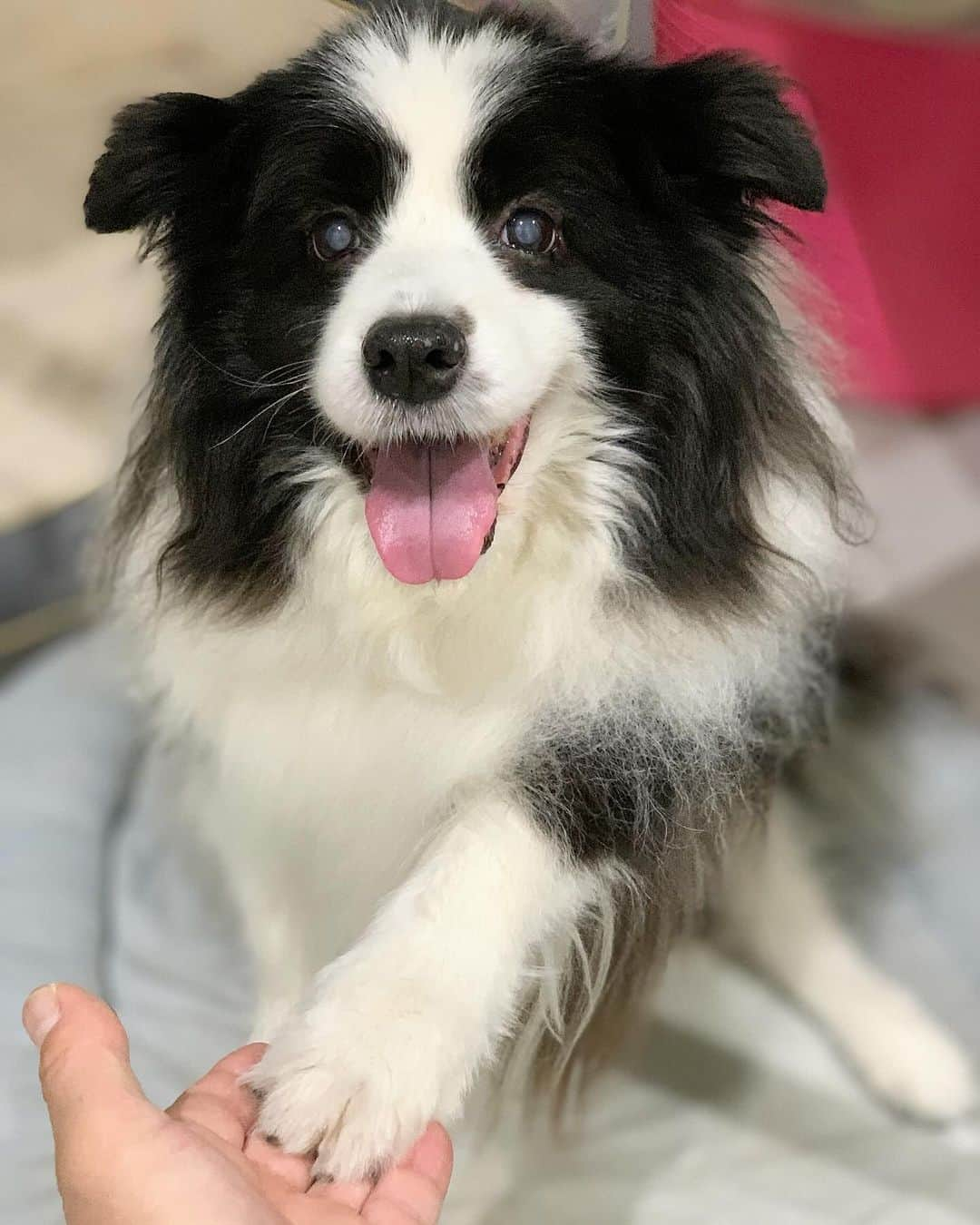 犬バカ部宣伝部長のインスタグラム：「軽く爪が当たってまーすよぉ🖐️🐼 ⁡ うーん。今日も白黒やねー⚽️ 良い色してます🍙🤣 ⁡ ちなみに飼い主は コンビニおにぎり『赤飯』選びます🥺 ⁡ #犬バカ部 #bordercollie #ボーダーコリー #dog #犬 #白黒 #そら #ふにゃボダ部 #ボダ娘」