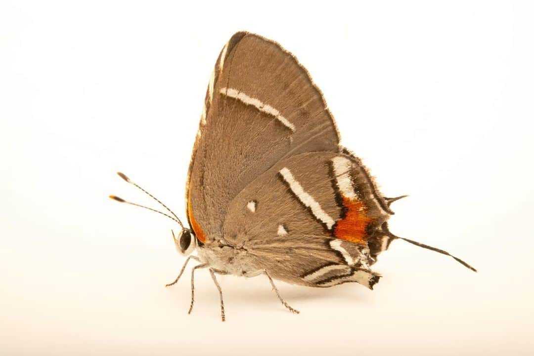 Joel Sartoreのインスタグラム：「Time may be running out for the federally endangered Bartram’s scrub-hairstreak butterfly. The land it depends on for survival, right next door to @zoomiami, is threatened by a proposed waterpark. If the December 12th vote for the Miami Wilds Waterpark passes, many species in the Pine Rocklands habitat could disappear from our world, as no other nearby landscape can sustain them. Join the fight to save this species and the Pine Rocklands ecosystem by sharing this post and reaching out to Miami-Dade County officials to voice your concerns. Together we can create #HopeForSpecies. @insidenatgeo」