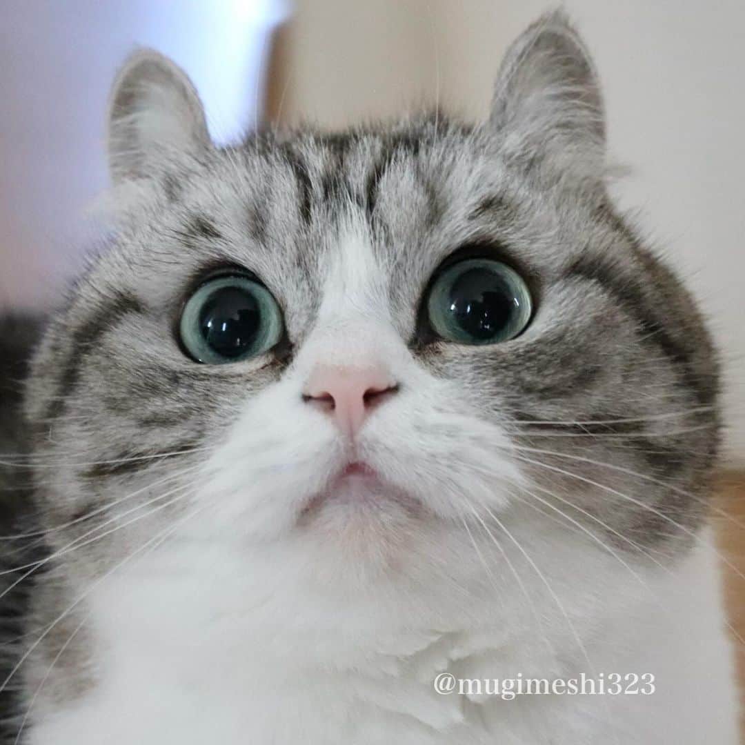 こむぎこまるさんのインスタグラム写真 - (こむぎこまるInstagram)「. . . 丸い…😽😽😽 . Round🩷😽 . . . #真ん丸お目目 #真ん丸お顔 #meowed  #roundface #catface #cateyes #catphotography  #猫写真 #短足マンチカン #adorablecat #bestcataward」12月9日 21時16分 - mugimeshi323