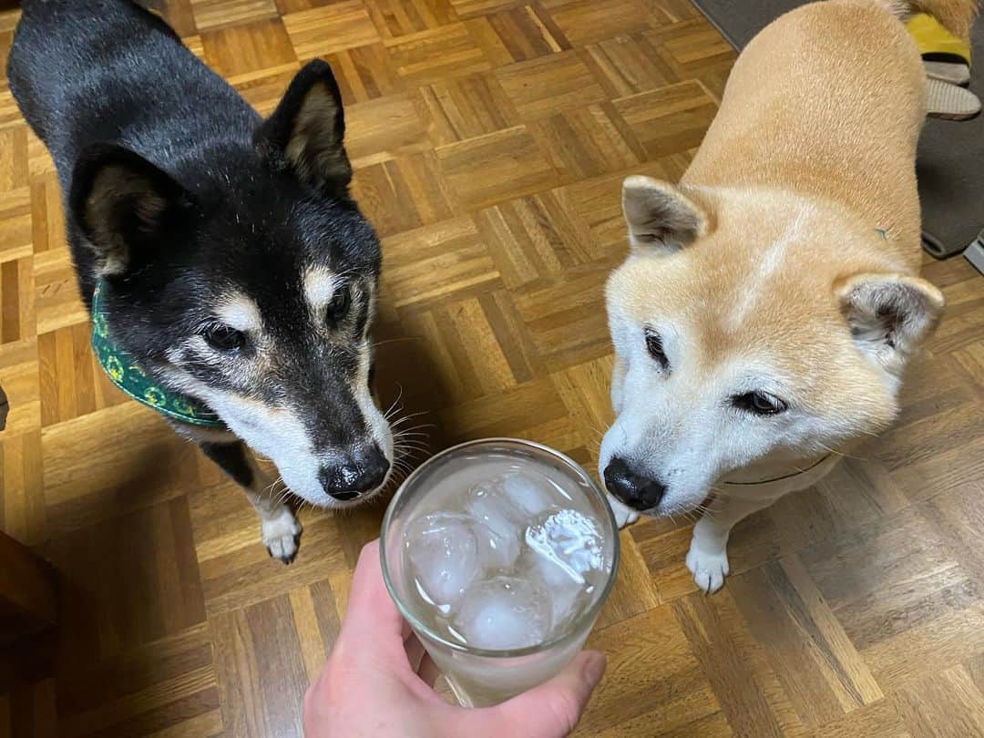 がんちゃんのインスタグラム：「人は歳をとると、自家製にハマるものなんですね… ここ数年母と果実酒を漬けるのにハマってます。 いや、まぁただの酒好きなんですが。 今年の夏にご近所さんから頂いた梅で漬けた焼酎とウォッカの梅酒。半年経ったので飲んでみました〜 どっちも美味しいけど違いが分からん🤣」