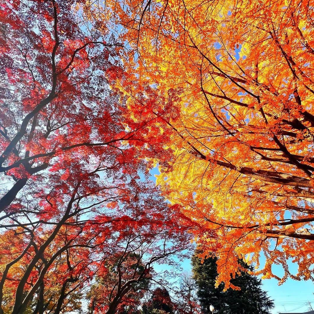 名塚佳織さんのインスタグラム写真 - (名塚佳織Instagram)「🍁 紅葉キレイだった〜♪  短い時間だったけど 楽しく幸せな時間♡  公園久しぶりだったなぁ…🕊️」12月9日 22時50分 - nazuka_kaori424