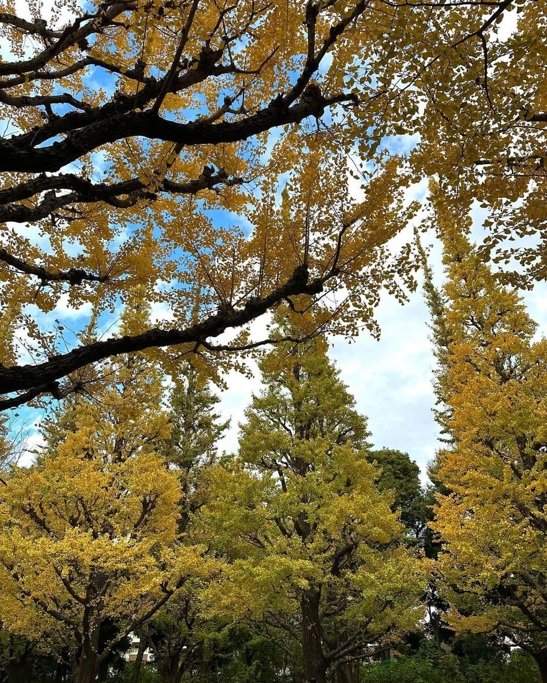 杉枝真結さんのインスタグラム写真 - (杉枝真結Instagram)「☺︎ a line of ginkgo trees! 外苑前の近くに立ち寄ったので いちょう並木を眺めに行ってきました💛  最近のお昼間は、それほど寒くもなく👏 お日様ぽかぽか気持ちよく過ごせて嬉しいです☺️  ・  【出演情報のお知らせです📢】  毎週土曜 深夜1:58〜放送 ytv「すもももももも！ピーチCAFE」 今夜〜年明けのオンエア、毎週出演します！！ @ytv_peachcafe 🍑  なんと今回は… #川田裕美 さん に代わって 番組店長としての出演となりますので いつもと違った私で登場しているかもしれません🤭 ぜひとも観てくださいねー！お楽しみに✨✨  #ytv #ピーチCAFE #店長 #OA #今夜 #外苑前 #外苑前いちょう並木 #銀杏並木 #お散歩 #いちょう並木 #日本 #Japan」12月9日 22時53分 - mayusugieda_official